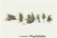 藏品(樹形大蕨苔)的圖片